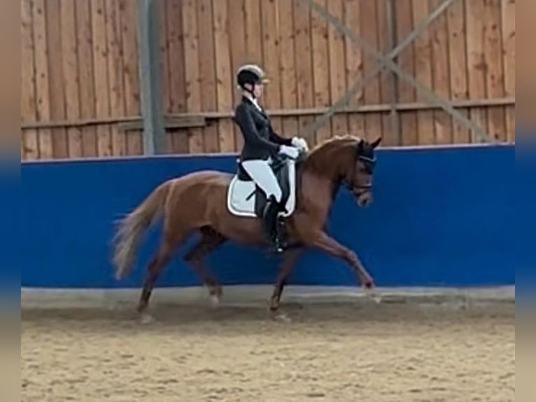 Duitse rijpony Merrie 9 Jaar 148 cm Vos in Wiesbaden