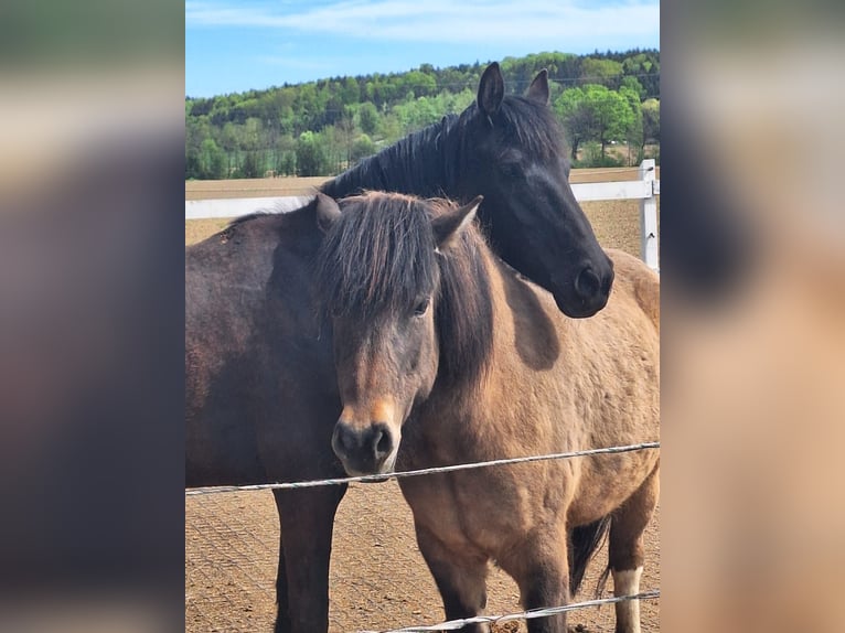 Duitse rijpony Merrie 9 Jaar 148 cm Zwart in Petersdorf II