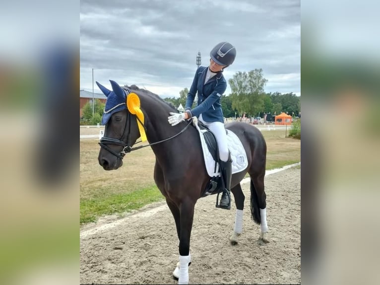 Duitse rijpony Merrie 9 Jaar 148 cm Zwart in Jork