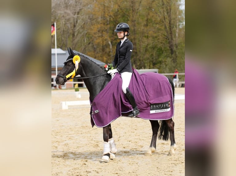 Duitse rijpony Merrie 9 Jaar 148 cm Zwart in Jork