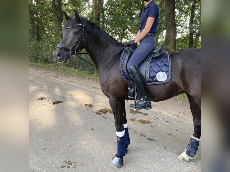 Duitse rijpony Merrie 9 Jaar 148 cm Zwart in Jork