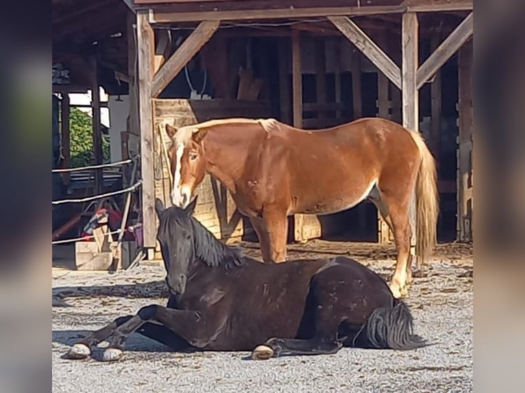 Duitse rijpony Merrie 9 Jaar 148 cm Zwart in Burgfeld