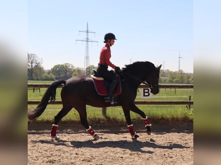 Duitse rijpony Merrie 9 Jaar 149 cm Zwart in Dülmen