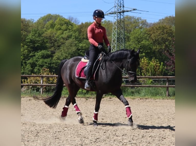 Duitse rijpony Merrie 9 Jaar 149 cm Zwart in Dülmen