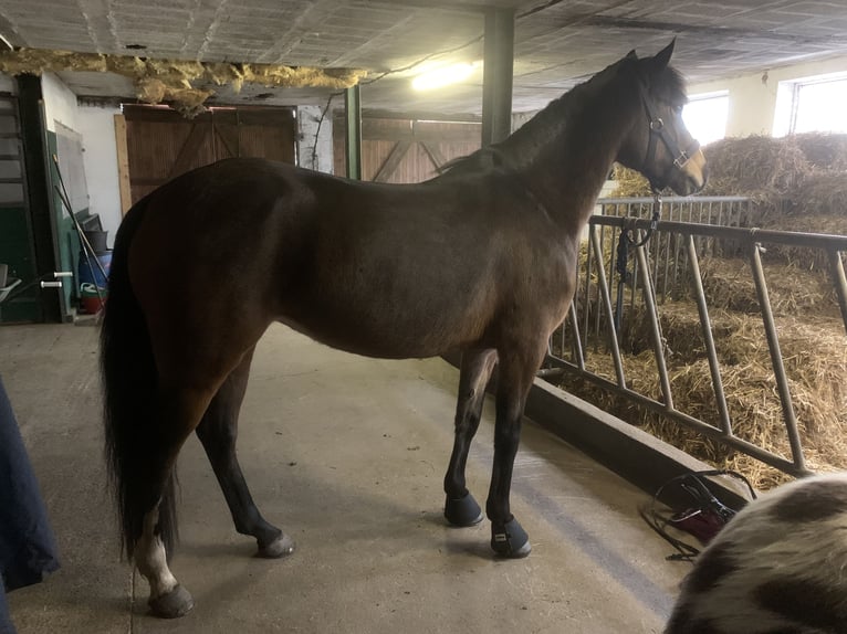 Duitse rijpony Merrie 9 Jaar 150 cm Bruin in Schwanewede