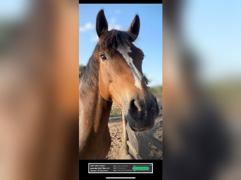 Duitse rijpony Merrie 9 Jaar 150 cm Bruin in Schwanewede