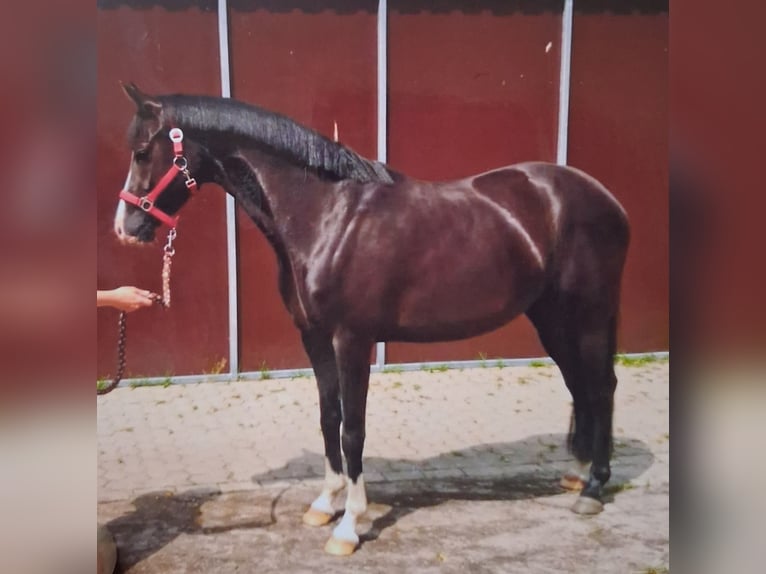 Duitse rijpony Merrie 9 Jaar 150 cm Zwart in Friesoythe
