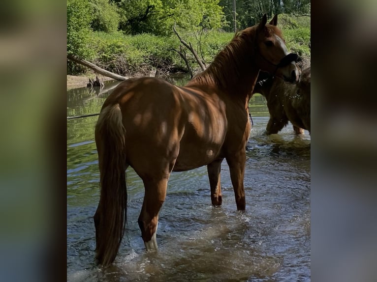 Duitse rijpony Mix Merrie 9 Jaar 152 cm Vos in Gelnhausen