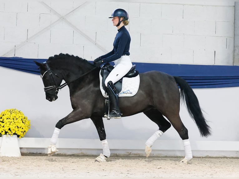Duitse rijpony Merrie 9 Jaar 153 cm Zwart in Marsberg