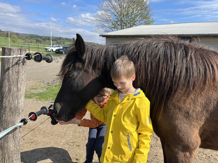 Duitse rijpony Mix Merrie 9 Jaar 155 cm Donkerbruin in Bad Grund