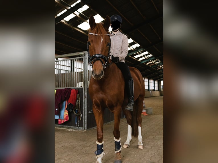 Duitse rijpony Merrie 9 Jaar 155 cm Vos in Harsewinkel