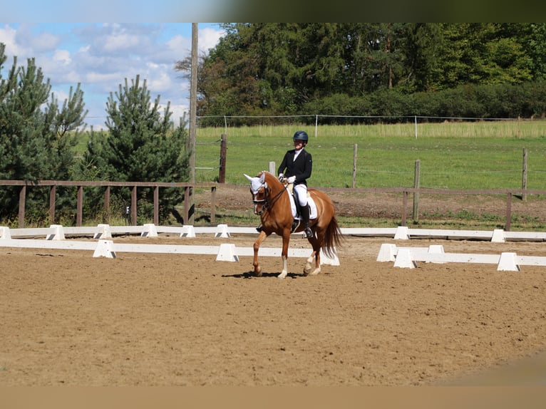 Duitse rijpony Merrie 9 Jaar 156 cm Vos in Schleusingen