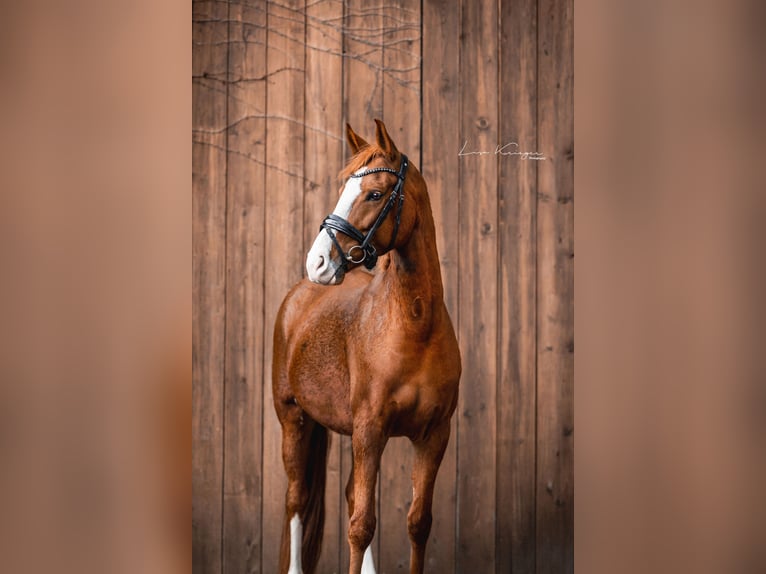 Duitse rijpony Merrie 9 Jaar 157 cm Vos in Hattingen