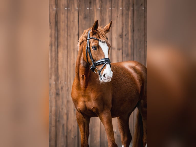 Duitse rijpony Merrie 9 Jaar 157 cm Vos in Hattingen