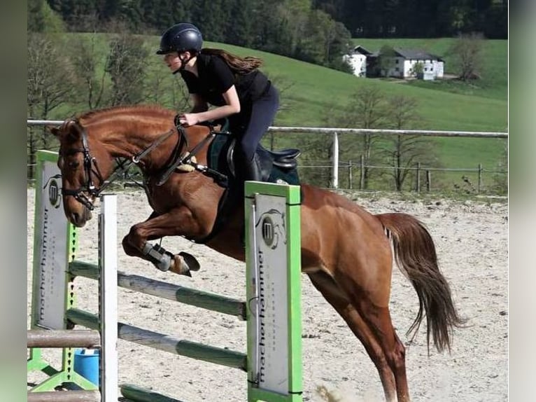 Duitse rijpony Merrie 9 Jaar Vos in Weilbuch