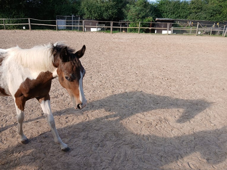 Duitse rijpony Merrie veulen (01/2024) 110 cm Gevlekt-paard in Bad Wildungen