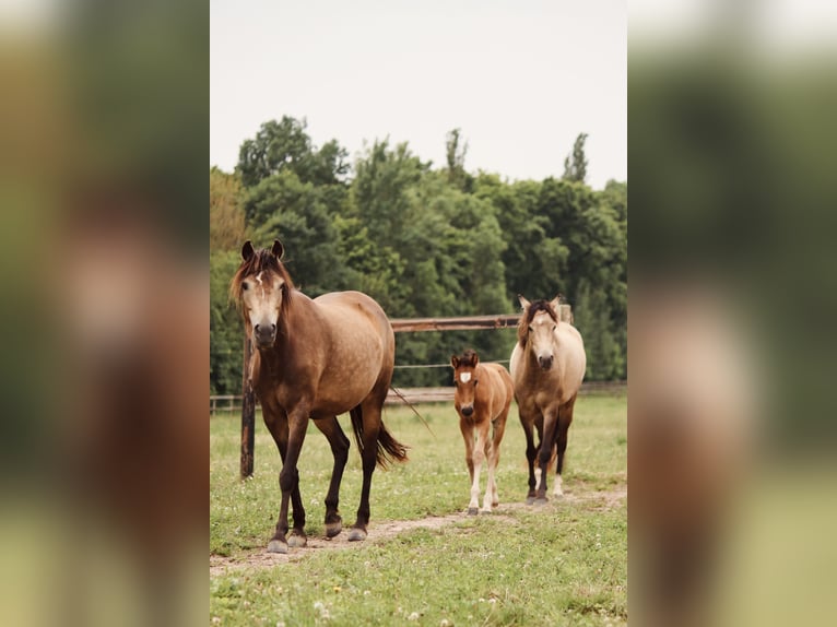 Duitse rijpony Merrie Veulen (05/2025) 144 cm Bruin in Kassel