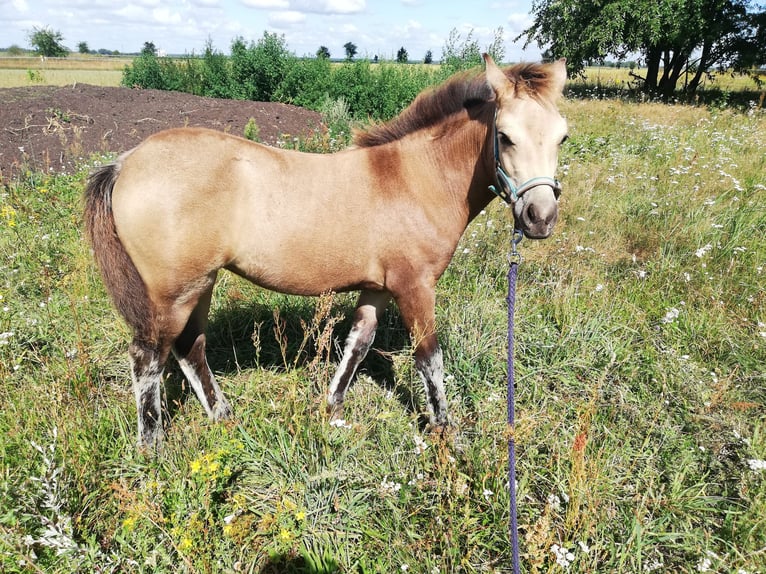 Duitse rijpony Merrie veulen (04/2024) 145 cm Buckskin in Beelitz