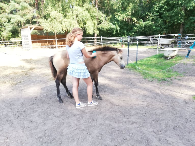 Duitse rijpony Merrie veulen (04/2024) 145 cm Buckskin in Beelitz