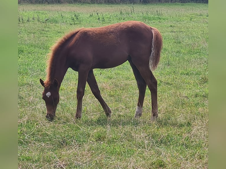 Duitse rijpony Merrie Veulen (03/2025) 145 cm Donkere-vos in Emstek/Halen
