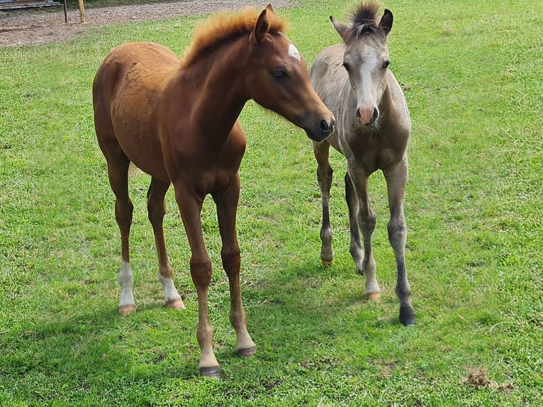 Duitse rijpony Merrie Veulen (03/2025) 145 cm Donkere-vos in Emstek/Halen