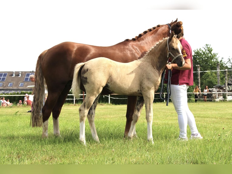 Duitse rijpony Merrie Veulen (04/2026) 145 cm Palomino in Leubsdorf