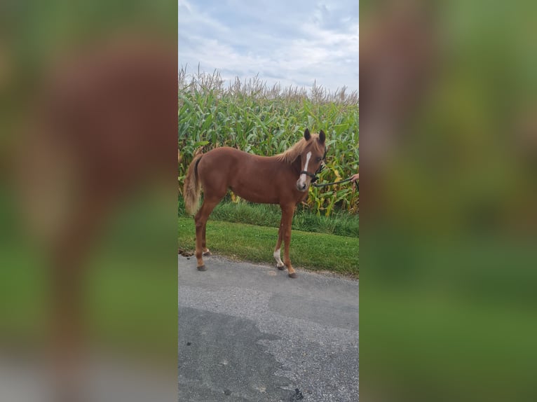 Duitse rijpony Merrie  145 cm Vos in Bad Laer