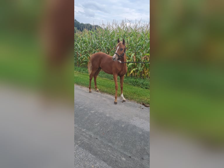 Duitse rijpony Merrie  145 cm Vos in Bad Laer