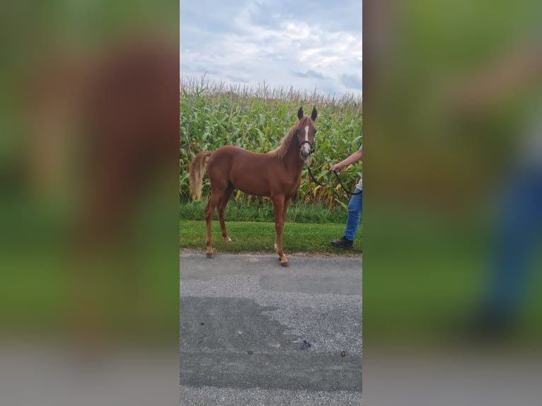 Duitse rijpony Merrie  145 cm Vos in Bad Laer