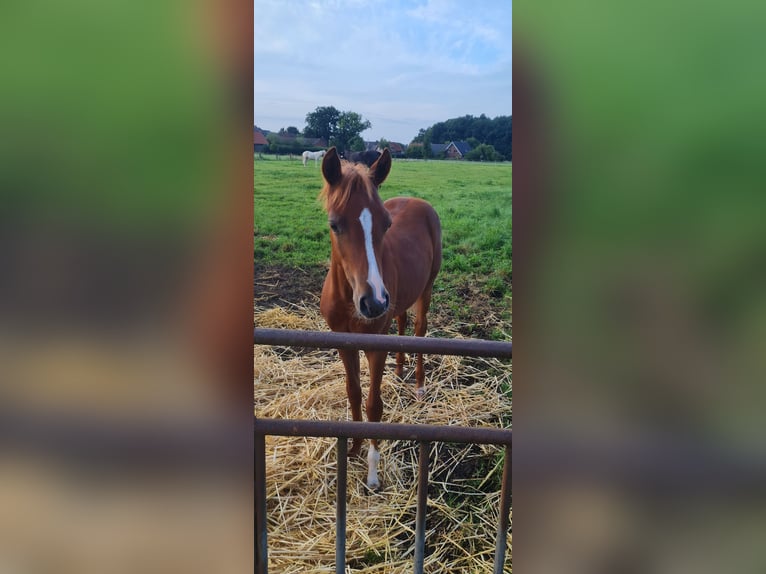 Duitse rijpony Merrie  145 cm Vos in Bad Laer