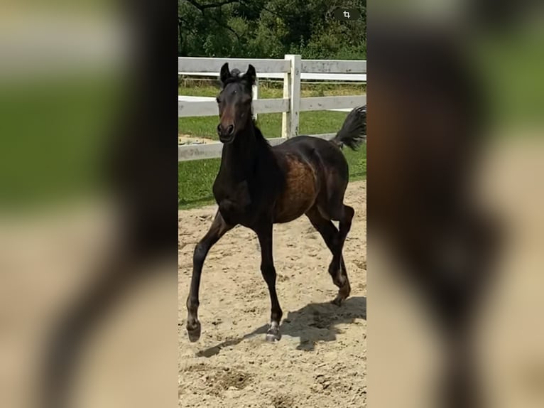 Duitse rijpony Merrie veulen (04/2024) 145 cm Zwartbruin in StarzachStarzach