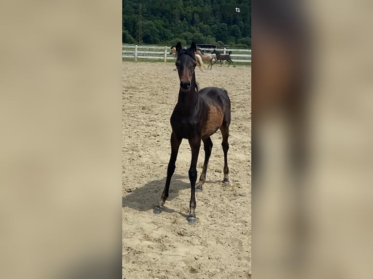 Duitse rijpony Merrie veulen (04/2024) 145 cm Zwartbruin in StarzachStarzach