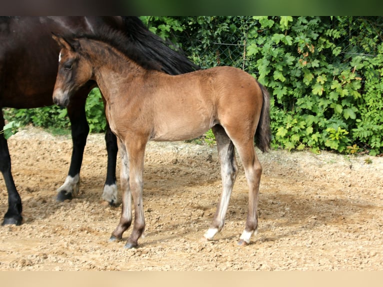 Duitse rijpony Merrie Veulen (04/2025) 146 cm Bruin in Klein Meckelsen