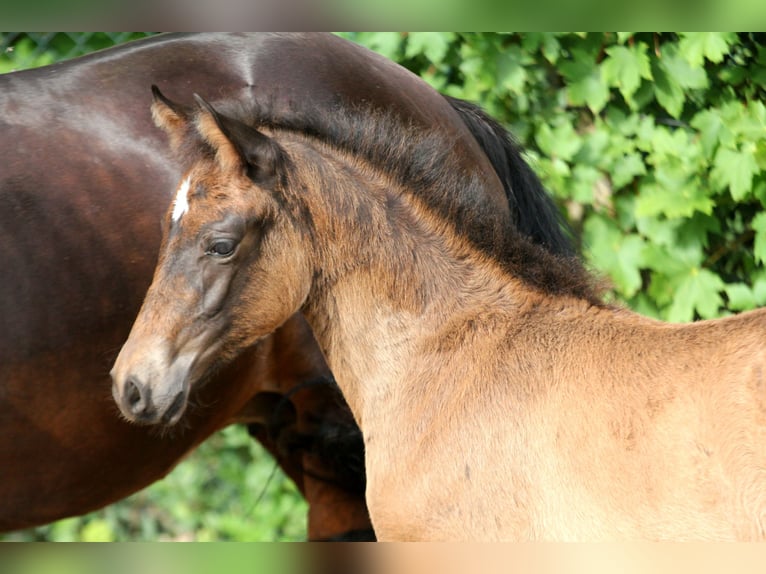Duitse rijpony Merrie Veulen (04/2025) 146 cm Bruin in Klein Meckelsen