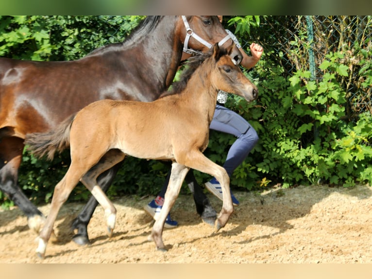 Duitse rijpony Merrie Veulen (04/2025) 146 cm Bruin in Klein Meckelsen