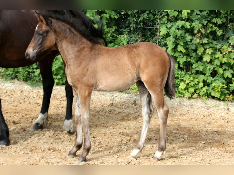 Duitse rijpony Merrie Veulen (04/2025) 146 cm Bruin in Klein Meckelsen