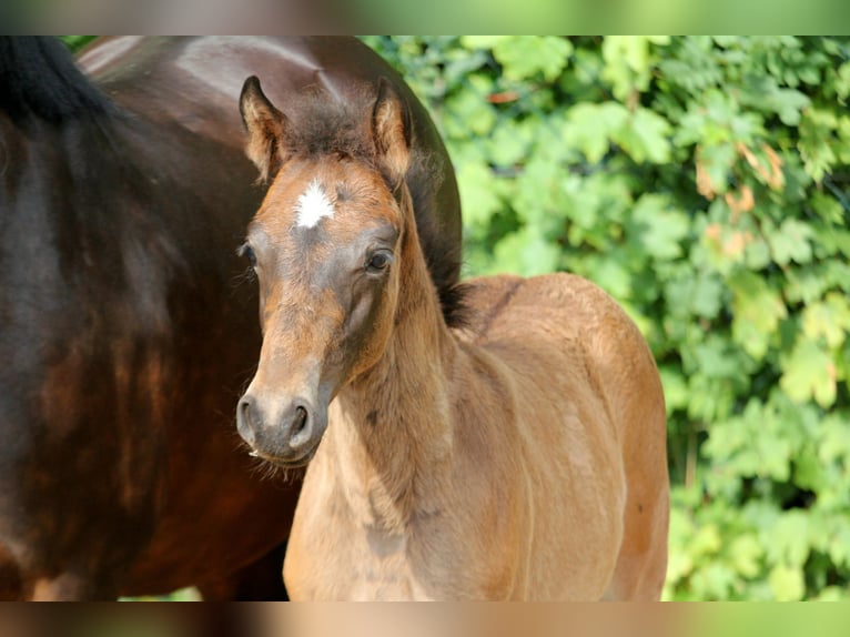 Duitse rijpony Merrie Veulen (04/2025) 146 cm Bruin in Klein Meckelsen