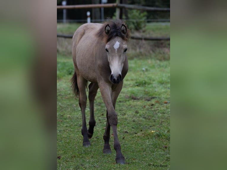 Duitse rijpony Merrie Veulen (03/2025) 147 cm Buckskin in Ostbevern