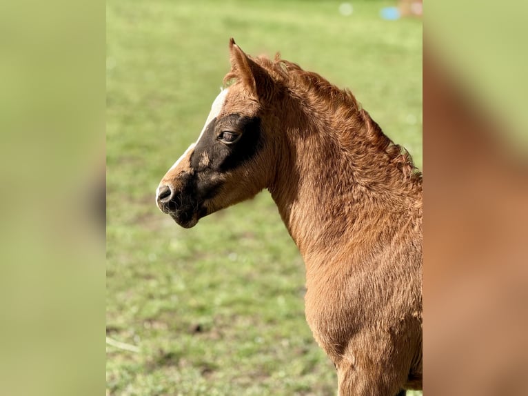 Duitse rijpony Merrie Veulen (02/2026) 147 cm Donkere-vos in Emmerthal