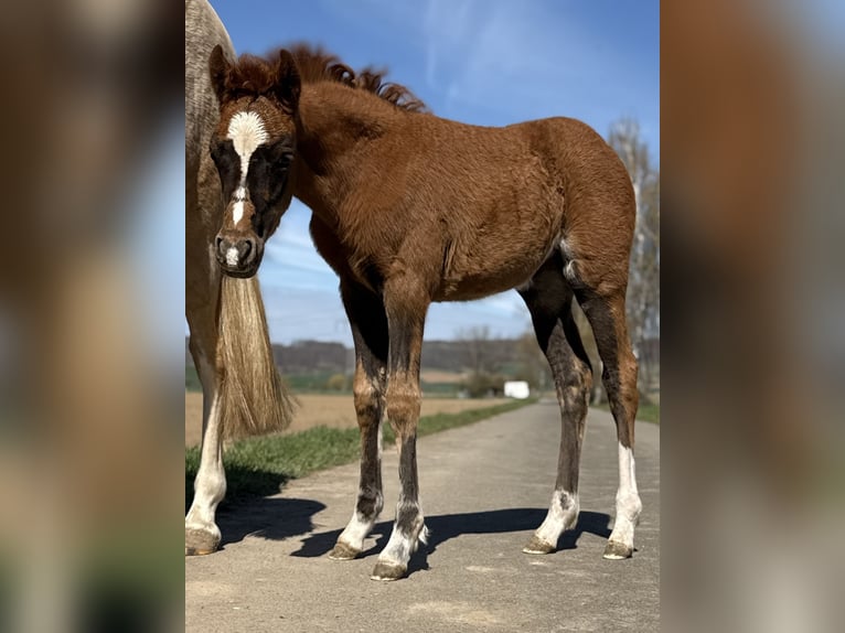 Duitse rijpony Merrie Veulen (02/2026) 147 cm Donkere-vos in Emmerthal