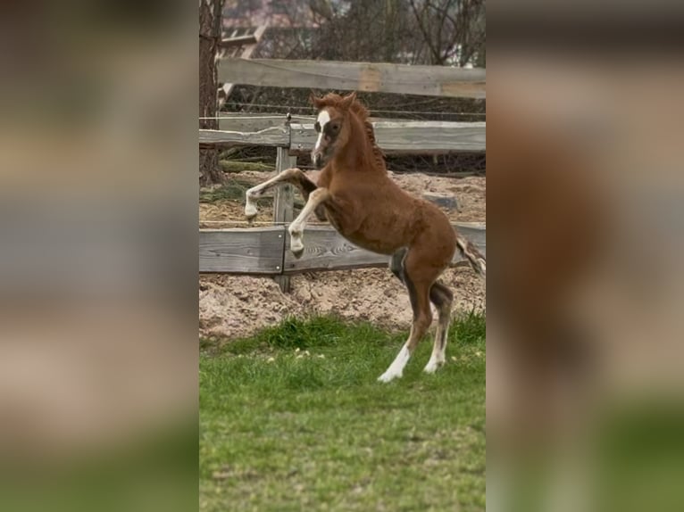 Duitse rijpony Merrie Veulen (02/2026) 147 cm Donkere-vos in Emmerthal