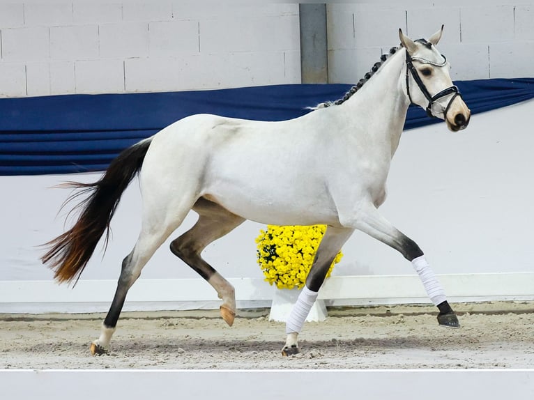 Duitse rijpony Merrie Veulen (04/2025) 147 cm Falbe in Marsberg