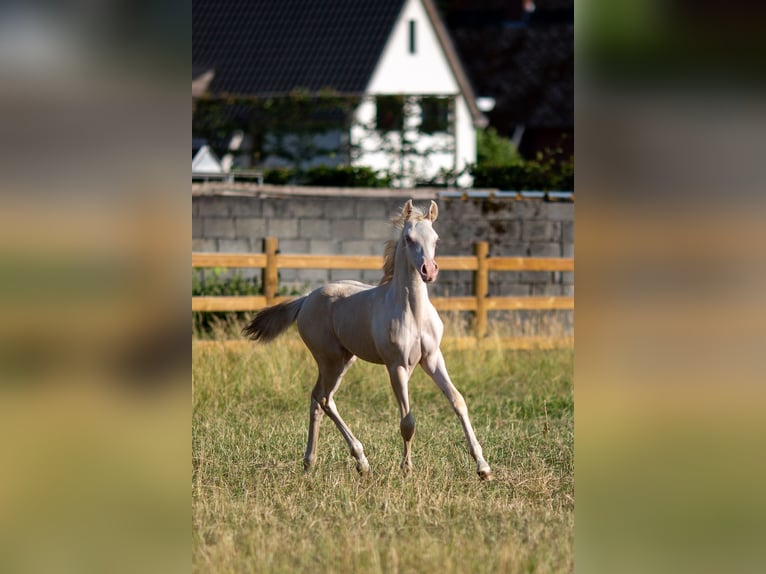 Duitse rijpony Merrie Veulen (04/2025) 147 cm Perlino in Pelt