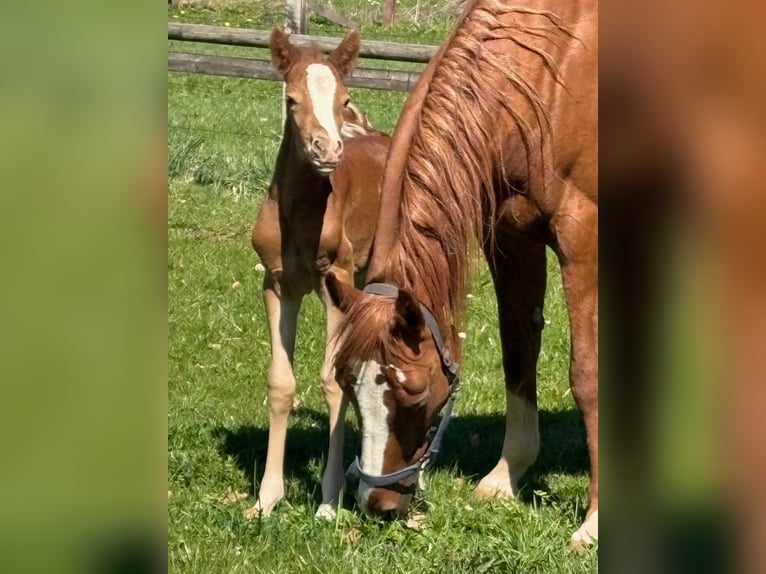 Duitse rijpony Merrie Veulen (04/2026) 147 cm Vos in Wehretal