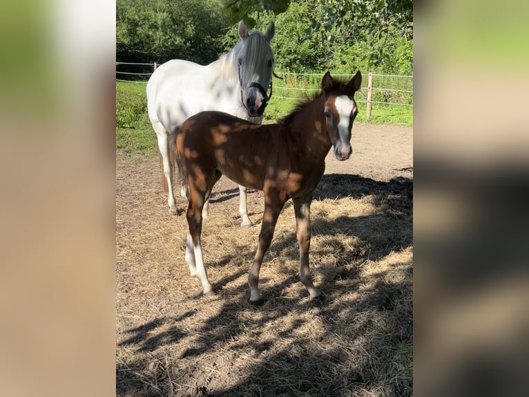 Duitse rijpony Merrie veulen (05/2024) 148 cm Brown Falb schimmel in Vissenbjerg