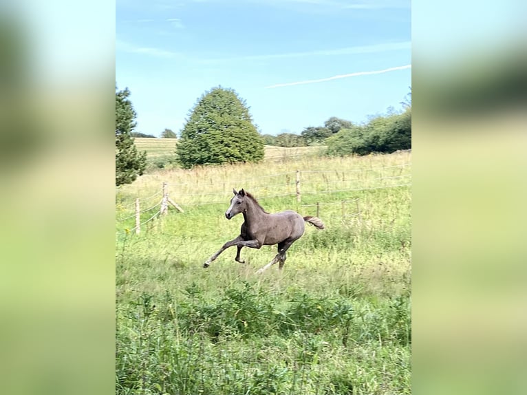 Duitse rijpony Merrie veulen (05/2024) 148 cm Brown Falb schimmel in Vissenbjerg