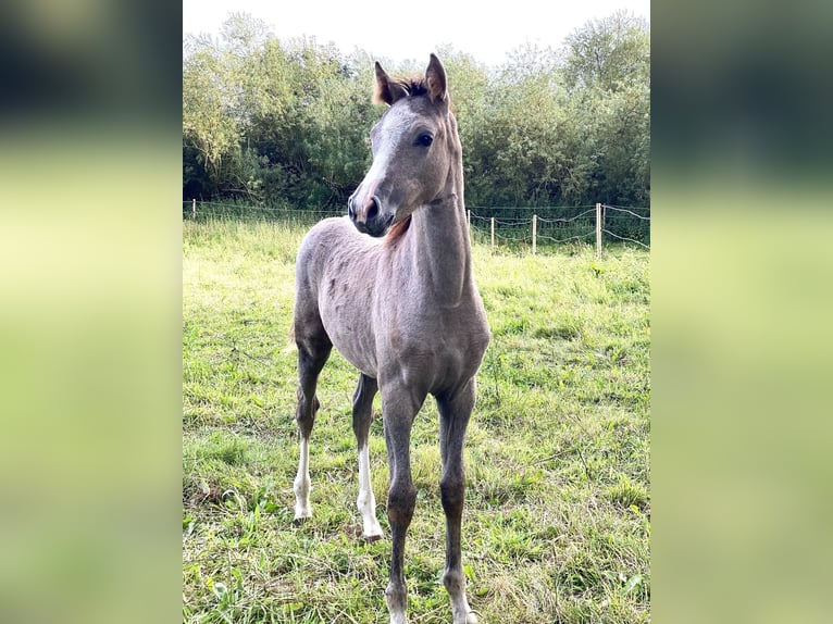 Duitse rijpony Merrie veulen (05/2024) 148 cm Brown Falb schimmel in Vissenbjerg