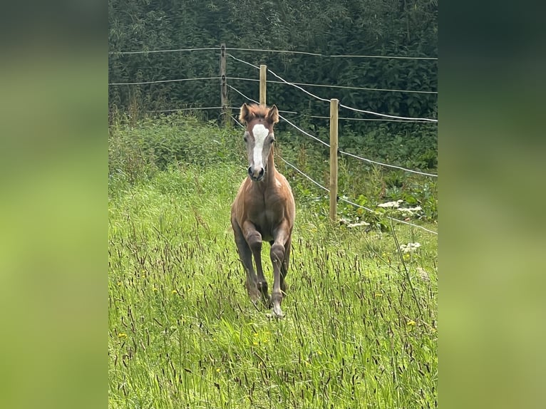 Duitse rijpony Merrie veulen (05/2024) 148 cm Brown Falb schimmel in Vissenbjerg