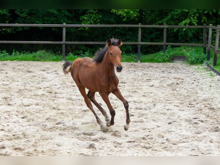 Duitse rijpony Merrie  148 cm Bruin in Gescher