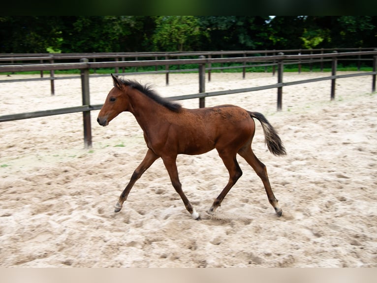 Duitse rijpony Merrie  148 cm Bruin in Gescher